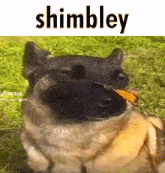 Shimbley GIF - Shimbley GIFs