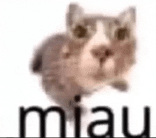 Miau Miau Cat GIF - Miau Miau Cat Miau Meme GIFs