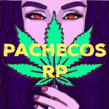 pachecos rp marijuana red eye