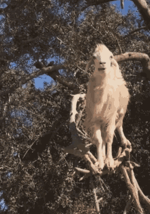 Goats Goats In Trees GIF - Goats Goats In Trees Wtf GIFs