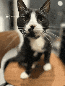 a black and white cat is sitting on a wooden chair with the words made with pika on the bottom