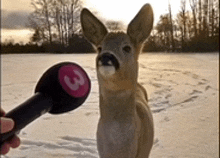 a person is holding a microphone with the number 3 on it in front of a deer in the snow .