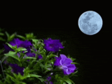 a full moon is rising over purple flowers in the dark