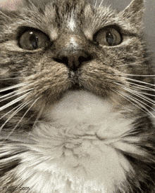 a close up of a cat 's face with metro.com written on the bottom right corner
