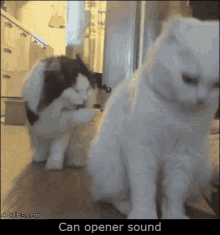 Cat Attention GIF - Cat Attention Food GIFs