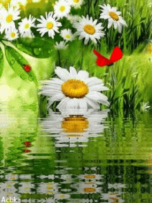 Floral Daisy GIF - Floral Daisy Butterfly GIFs