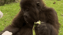Eating A Banana Top3mountain Gorilla Moments GIF - Eating A Banana Top3mountain Gorilla Moments World Gorilla Day GIFs