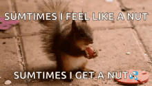 squirrels snacks hungry nut feel like a nut