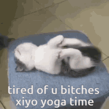 xiyo xiyo kitty kitten xiyo yoga yoga time
