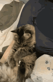 Cat Coveringface GIF - Cat Coveringface Shy GIFs