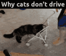 Why Cats Dont Drive Cat GIF - Why Cats Dont Drive Cat Cats GIFs