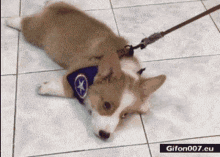 Lazy Dog GIF - Lazy Dog Puppy GIFs