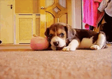 Cutest Little Pup GIF - Beagle Puppy Chew Toy GIFs