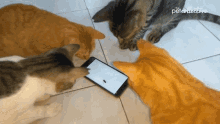Cat Kitten GIF - Cat Kitten Bug GIFs