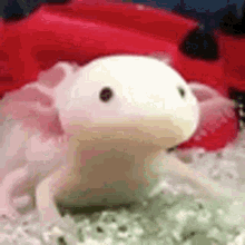Axolotl Reflex GIF