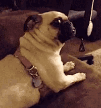 Pug Can't Figure Out Which Door Is Open - Señor GIF - Pronounced GIF or JIF?