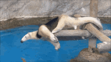 a polar bear is laying on a wooden ledge in the water