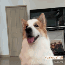 ไลก้าพาเทรล หมา GIF - ไลก้าพาเทรล หมา Laikapatrail GIFs