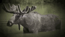 Moose Keep On Moosin GIF - Moose Keep On Moosin Keep On Moving GIFs