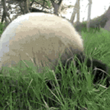 a sheep is standing in the grass eating grass .