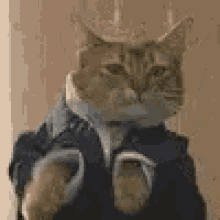 Business Cat Funny Animals GIF - Business Cat Funny Animals GIFs