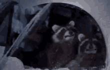 Raccoon Car GIF - Raccoon Car GIFs