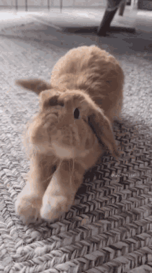 Bunny Yawning GIF - Bunny Yawning GIFs
