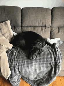 Wakeup Dog GIF - Wakeup Dog Puppycrossiant GIFs