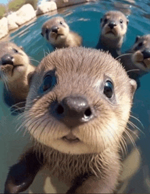 a group of otters are looking at the camera in the water