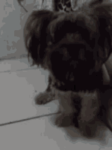 a small dog is sitting on a tiled floor looking at the camera