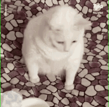 Cat Vomiting GIF - Cat Vomiting Puke GIFs