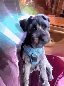a small dog wearing a blue harness sits in a car