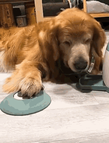 dog eating never ending gluttony golden retriever