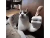 a cat is sitting on a couch giving a thumbs up .