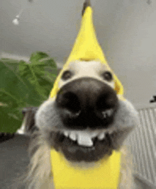 a close up of a dog wearing a banana hat and smiling .