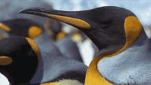 Blinking National Geographic GIF - Blinking National Geographic Penguin Parent Powers GIFs