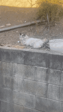 Cat Chilling GIF - Cat Chilling Hot GIFs