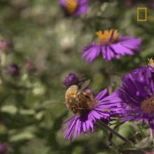 Bee Collecting Nectar GIF - Bee Collecting Nectar Leaving GIFs