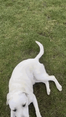 a white dog laying on its back in the grass looking at the camera