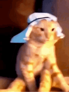 Arabic Cat Cat GIF