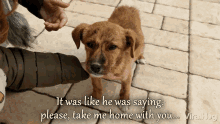 It Was Like He Was Saying Please Take Me Home With You Viralhog GIF - It Was Like He Was Saying Please Take Me Home With You Viralhog Puppy Eyes GIFs