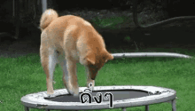หมาชิบะ กระโดด เล่น GIF - Shiba Dog Jump Jumping GIFs
