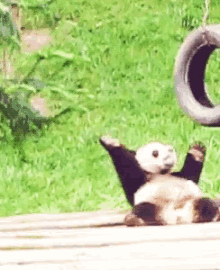 Panda Dance GIF - Panda Dance Happy GIFs