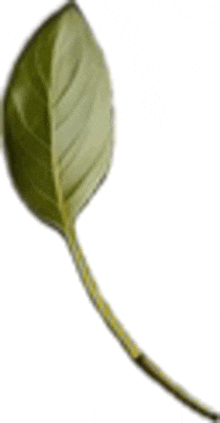 Leaf Gteen Leaf GIF