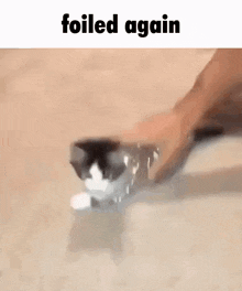 Foiled Cat GIF - Foiled Cat Funny Cat GIFs