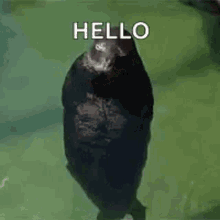 Seal Hey There GIF - Seal Hey There Swimming GIFs