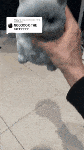 a person holding a rabbit with a reply that says nooooo the kittyyyy