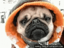 Cold Pug GIF - Cold Pug Nod GIFs