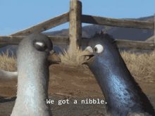 Bolt Nibble GIF - Bolt Nibble Pigeon GIFs