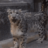 two snow leopards are standing next to each other on the ground